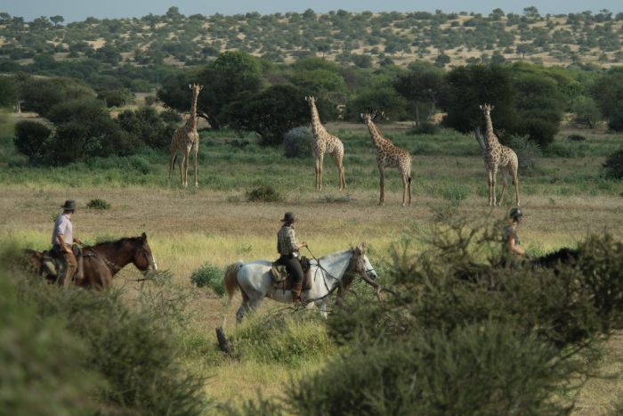 Le pays des géants - Tuli Riding Safari Botswana