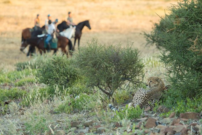 Le pays des géants - Tuli Riding Safari Botswana