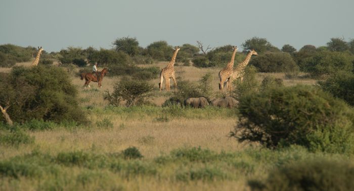Le pays des géants - Tuli Riding Safari Botswana