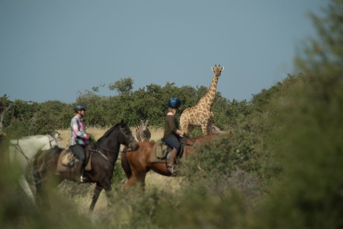 Le pays des géants - Tuli Riding Safari Botswana