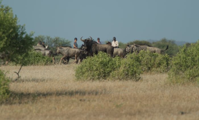 Le pays des géants - Tuli Riding Safari Botswana