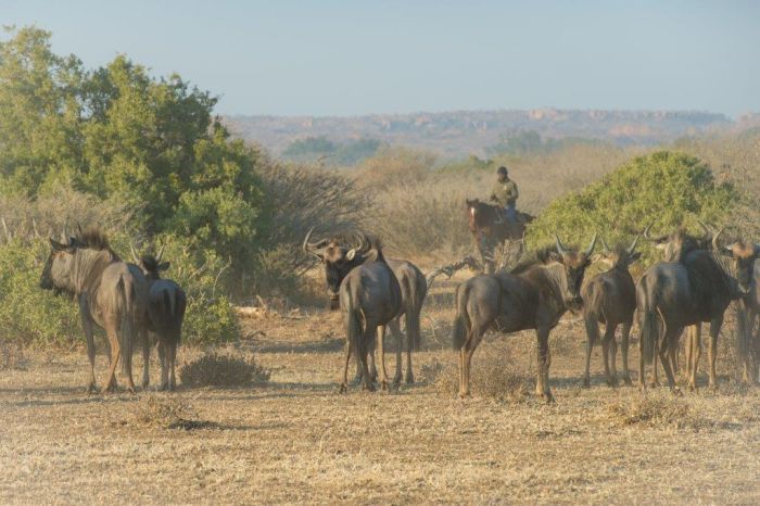 Le pays des géants - Tuli Riding Safari Botswana