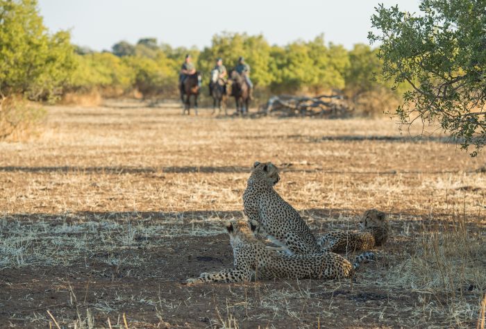 Le pays des géants - Tuli Riding Safari Botswana