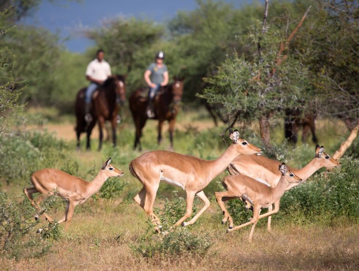 Le pays des géants - Tuli Riding Safari Botswana
