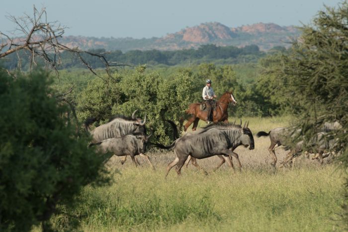 Le pays des géants - Tuli Riding Safari Botswana