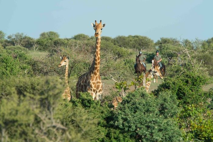Le pays des géants - Tuli Riding Safari Botswana