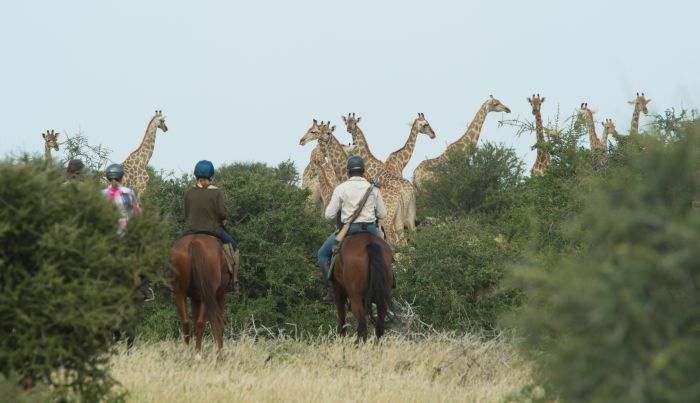 Le pays des géants - Tuli Riding Safari Botswana