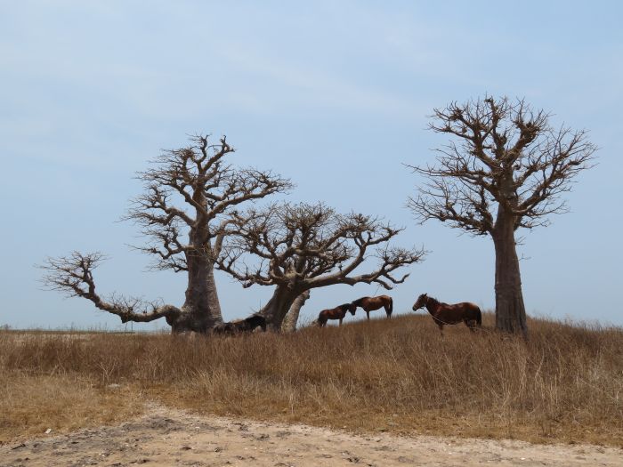 Randonnée de la savane à la mer