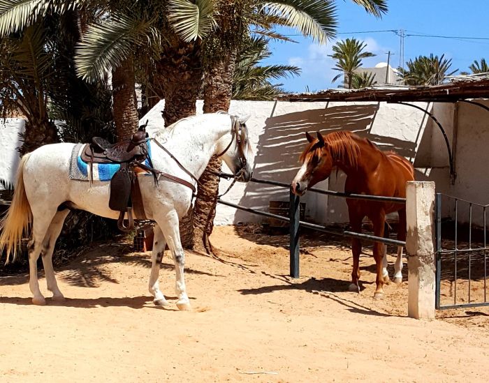 L'île ensoleillée de Djerba