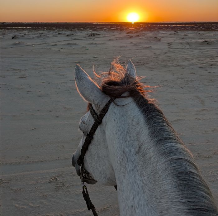 L'&icirc;le ensoleill&eacute;e de Djerba