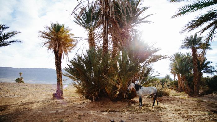 Randonnée dans les déserts du Sahara