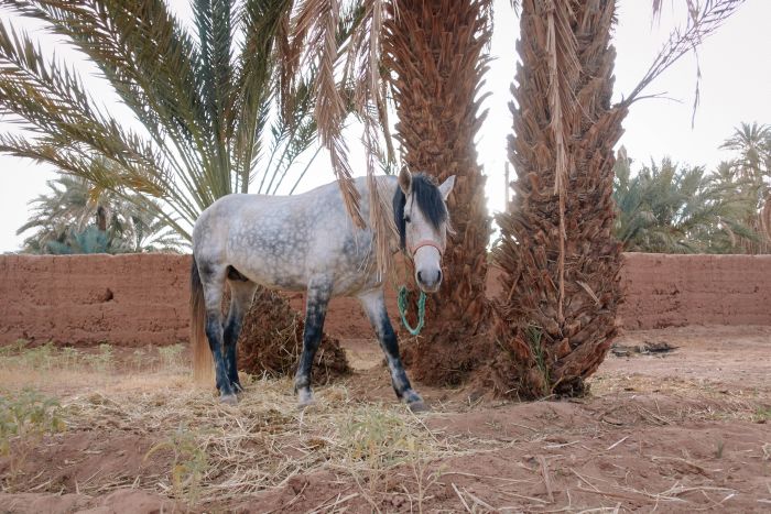 Randonnée dans les déserts du Sahara