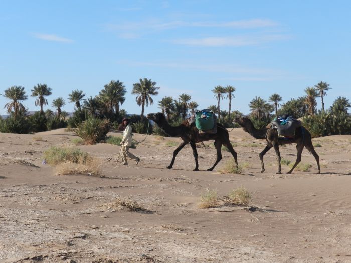 Randonnée dans les déserts du Sahara