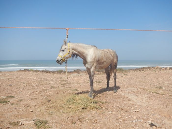 Des plages de rêve le long de l'océan Atlantique