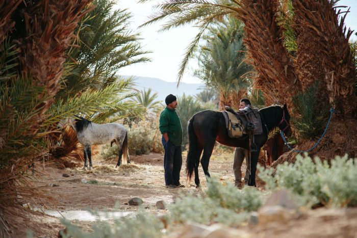 Promenade entre dunes et oasis