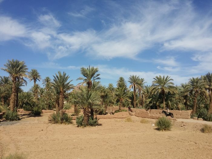 Promenade entre dunes et oasis