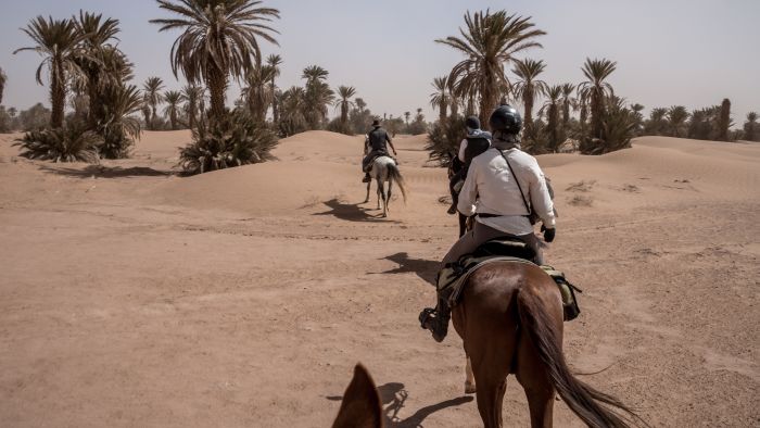 Promenade entre dunes et oasis