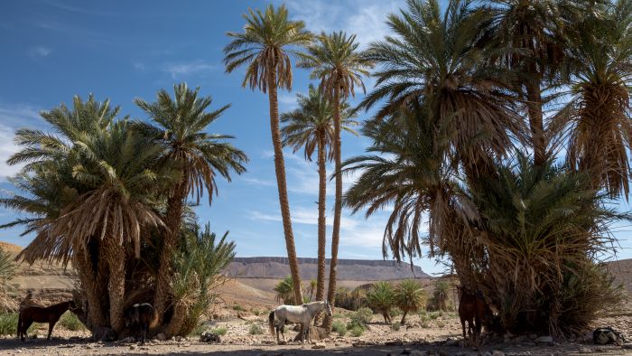 Promenade entre dunes et oasis