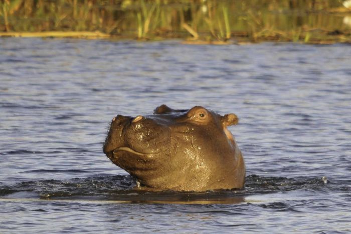 Afrique du Sud Safari Lodge &agrave; Lodge