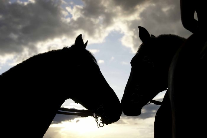 Afrique du Sud Safari Lodge &agrave; Lodge