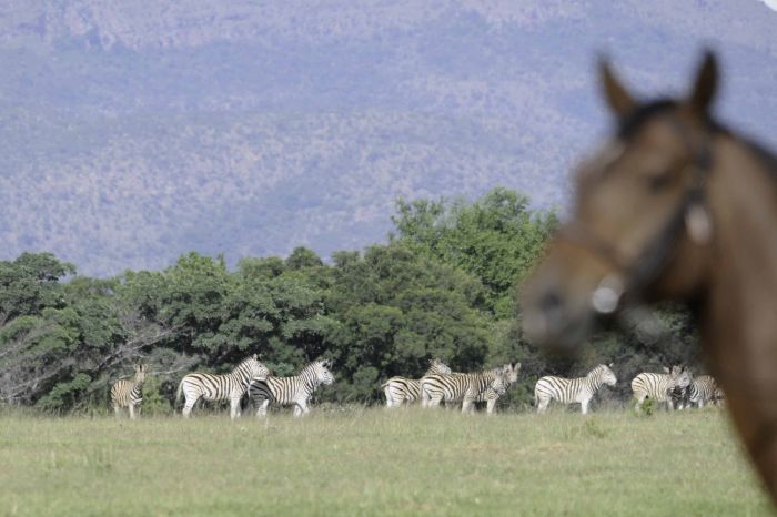 Afrique du Sud Safari Lodge &agrave; Lodge