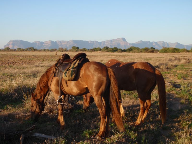 Limpopo Fleuve au bord D'Afrique du Sud et Botswana