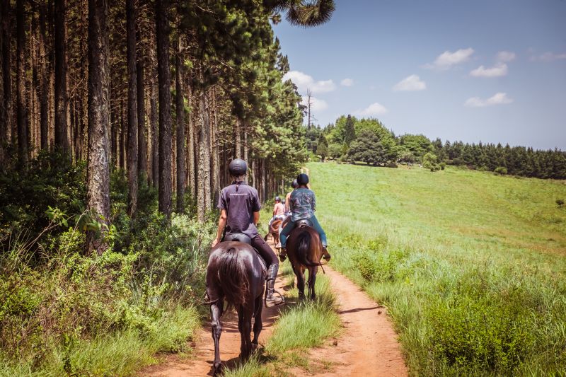 Limpopo Fleuve au bord D'Afrique du Sud et Botswana