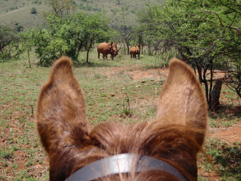 Limpopo Fleuve au bord D'Afrique du Sud et Botswana