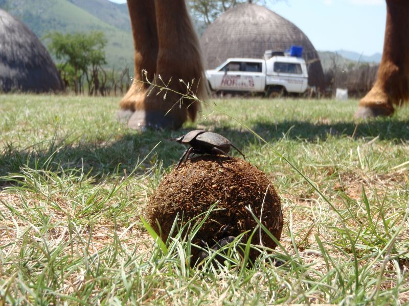 Limpopo Fleuve au bord D'Afrique du Sud et Botswana