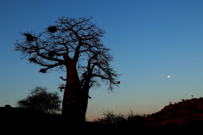 Limpopo Fleuve au bord D'Afrique du Sud et Botswana