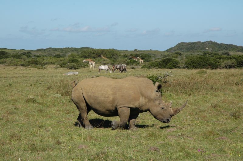 Limpopo Fleuve au bord D'Afrique du Sud et Botswana