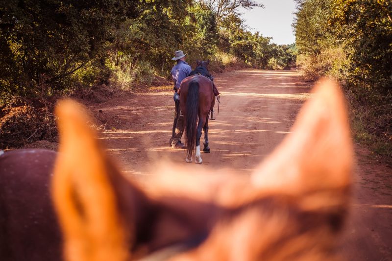 Limpopo Fleuve au bord D'Afrique du Sud et Botswana