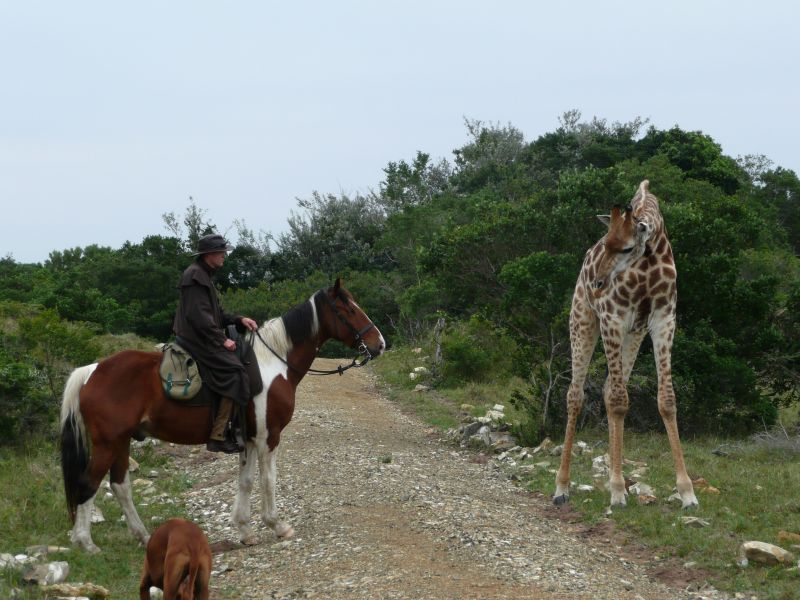 Limpopo Fleuve au bord D'Afrique du Sud et Botswana