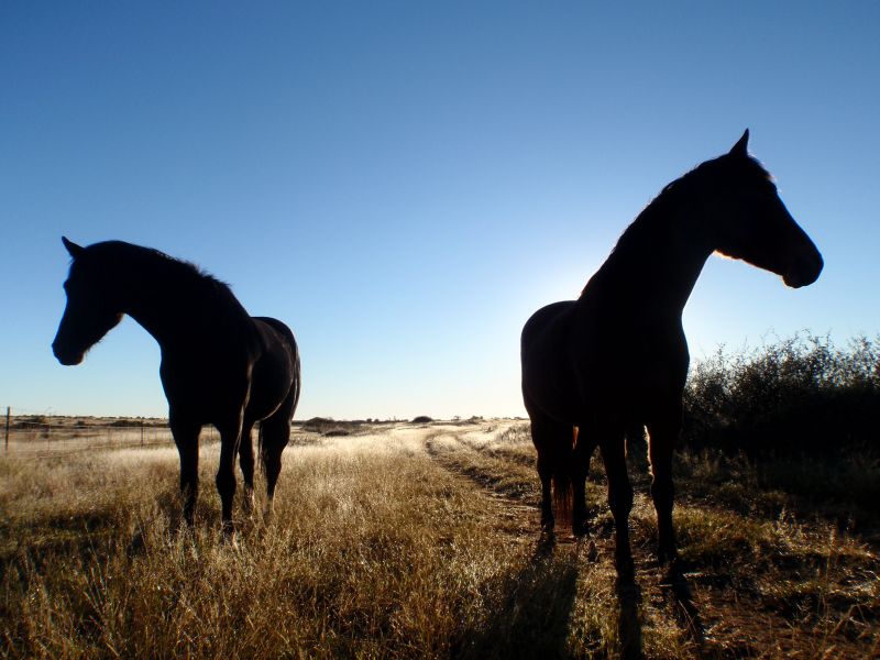 Limpopo Fleuve au bord D'Afrique du Sud et Botswana