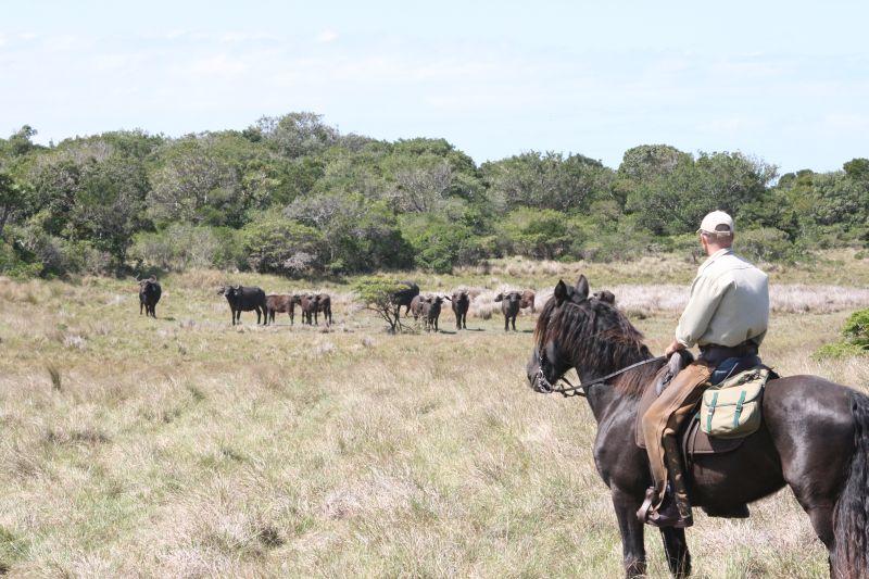 Limpopo Fleuve au bord D'Afrique du Sud et Botswana