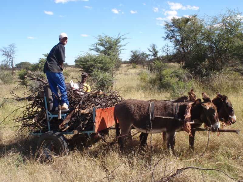 Limpopo Fleuve au bord D'Afrique du Sud et Botswana