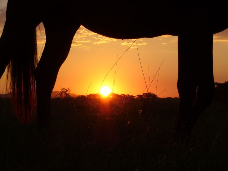 Limpopo Fleuve au bord D'Afrique du Sud et Botswana