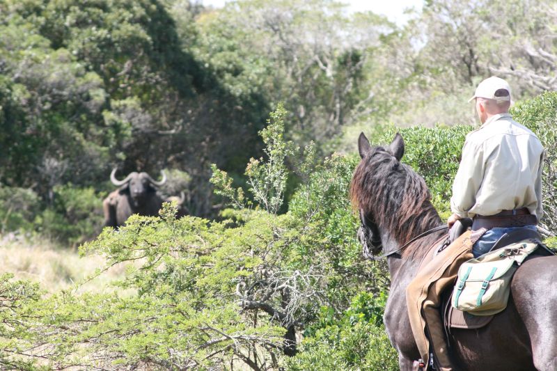 Limpopo Fleuve au bord D'Afrique du Sud et Botswana