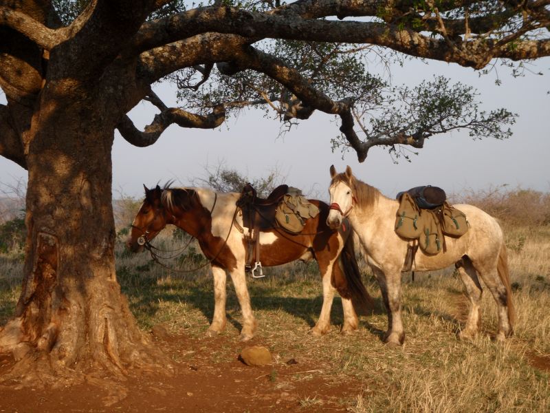 Limpopo Fleuve au bord D'Afrique du Sud et Botswana