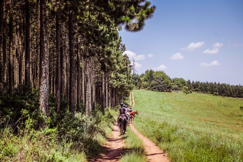Limpopo Fleuve au bord D'Afrique du Sud et Botswana
