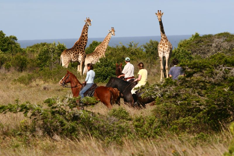 Limpopo Fleuve au bord D'Afrique du Sud et Botswana