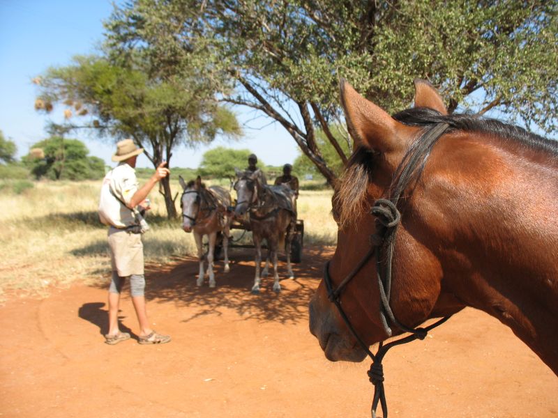 Limpopo Fleuve au bord D'Afrique du Sud et Botswana