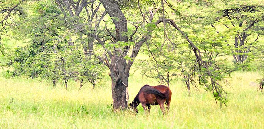 Randonnée safari Laikipia