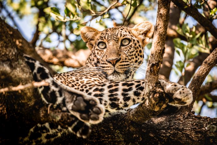 Randonn&eacute;e safari Laikipia