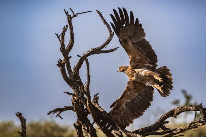 Randonn&eacute;e safari Laikipia