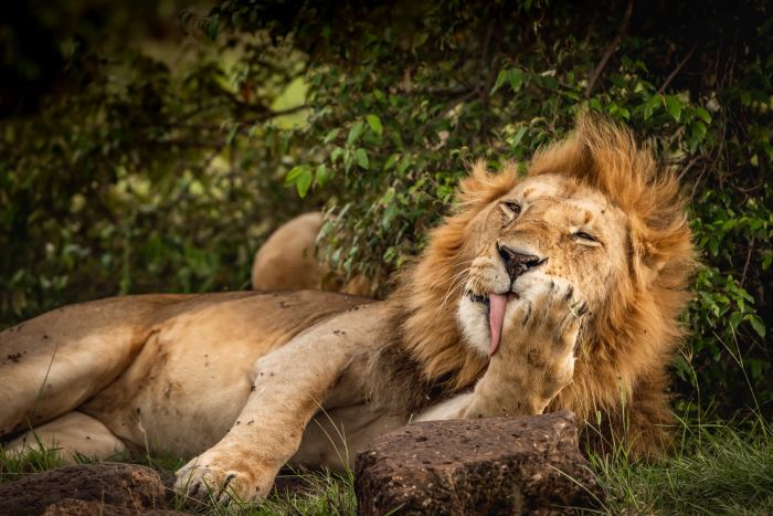 Randonn&eacute;e safari Laikipia