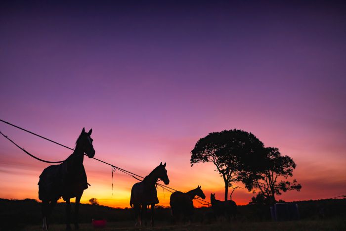 Randonn&eacute;e safari Laikipia