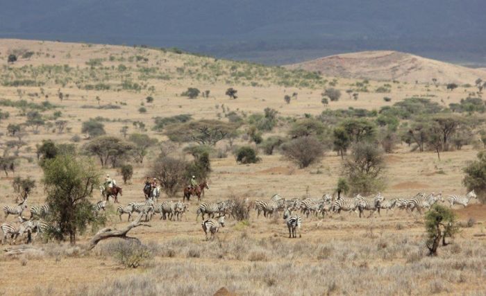Safari au gros gibier de Meru-Kilimanjaro