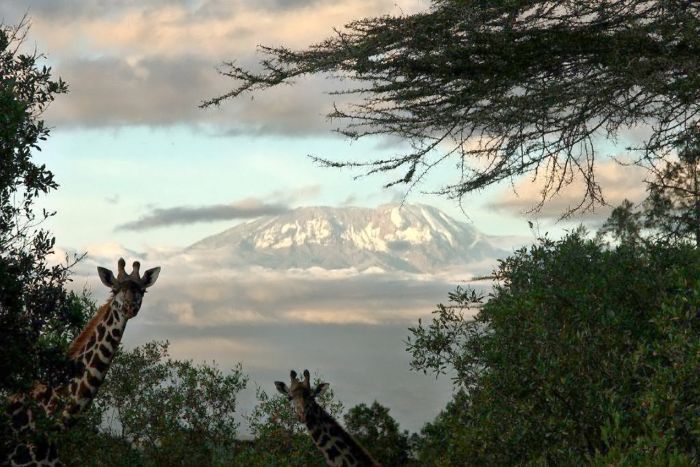 Safari au gros gibier de Meru-Kilimanjaro