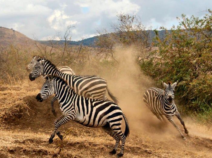 Safari au gros gibier de Meru-Kilimanjaro